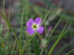 Malcolmia maritima