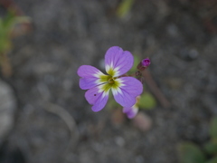 Malcolmia maritima