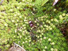 Coprosma atropurpurea