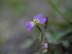 Malcolmia maritima