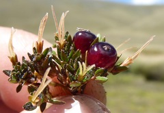 Coprosma atropurpurea