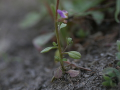 Malcolmia maritima