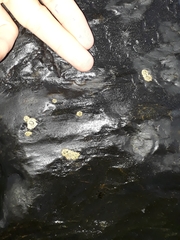 Chthamalus antennatus