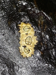 Chthamalus antennatus