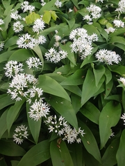 Allium ursinum