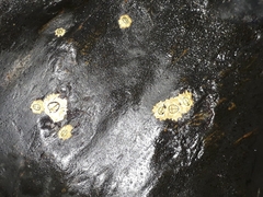 Chthamalus antennatus