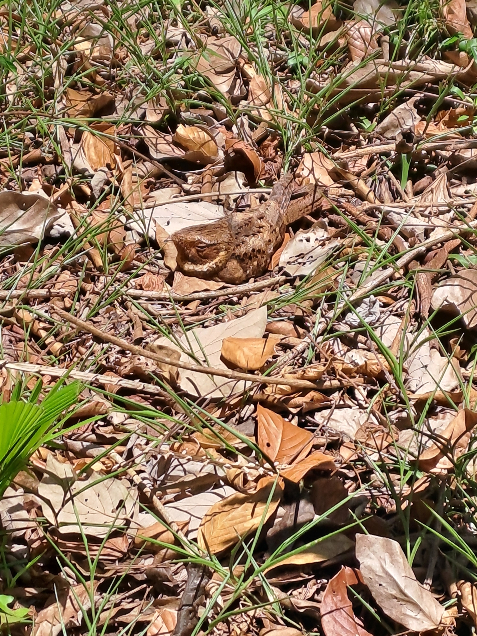Rufous Nightjar (Antrostomus rufus), photo 5