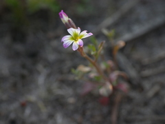 Malcolmia maritima