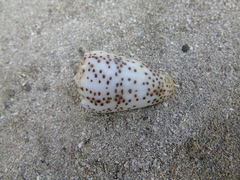 Conus pulicarius