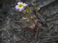 Malcolmia maritima