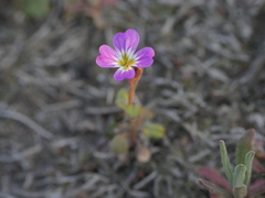Malcolmia maritima