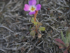Malcolmia maritima