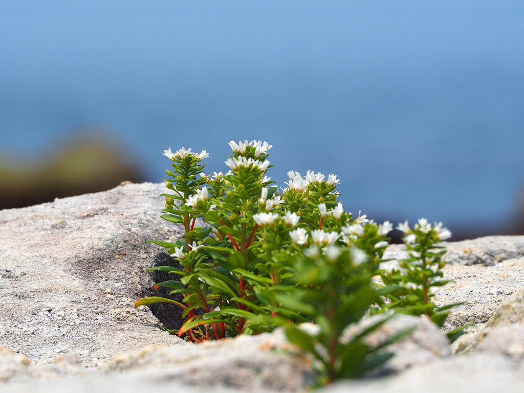 Lysimachia mauritiana
