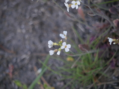 Arabidopsis arenosa