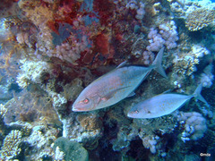 Flavocaranx bajad
