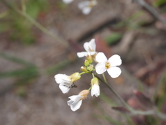 Arabidopsis arenosa