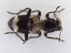 Clerus mutillarius