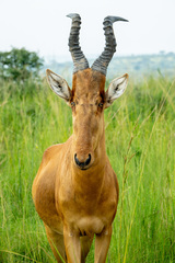 Alcelaphus buselaphus lelwel