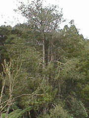 Phyllocladus trichomanoides