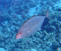 Flavocaranx bajad