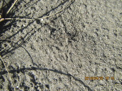 Anoteropsis litoralis