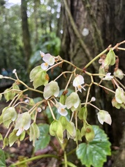 Begonia sericoneura image