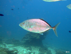 Flavocaranx bajad
