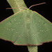 Common Gum Emerald - Photo (c) pglaouto, some rights reserved (CC BY-NC)
