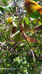 Mascarenhasia