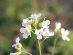 Arabidopsis arenosa
