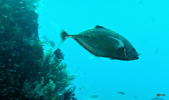 Flavocaranx bajad