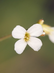 Arabidopsis arenosa