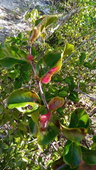 Mascarenhasia