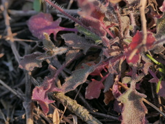 Arabidopsis arenosa