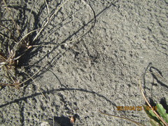 Anoteropsis litoralis