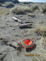 Anoteropsis litoralis