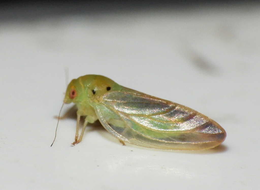 Allophorina