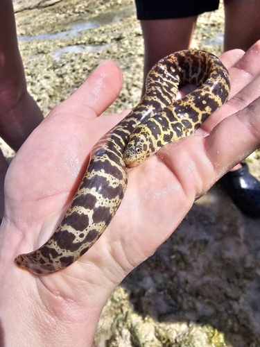 Chain moray (Echidna catenata) — Muraenidae — 2