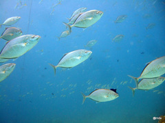 Flavocaranx bajad