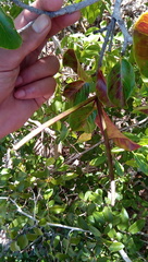 Mascarenhasia
