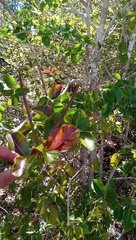 Mascarenhasia