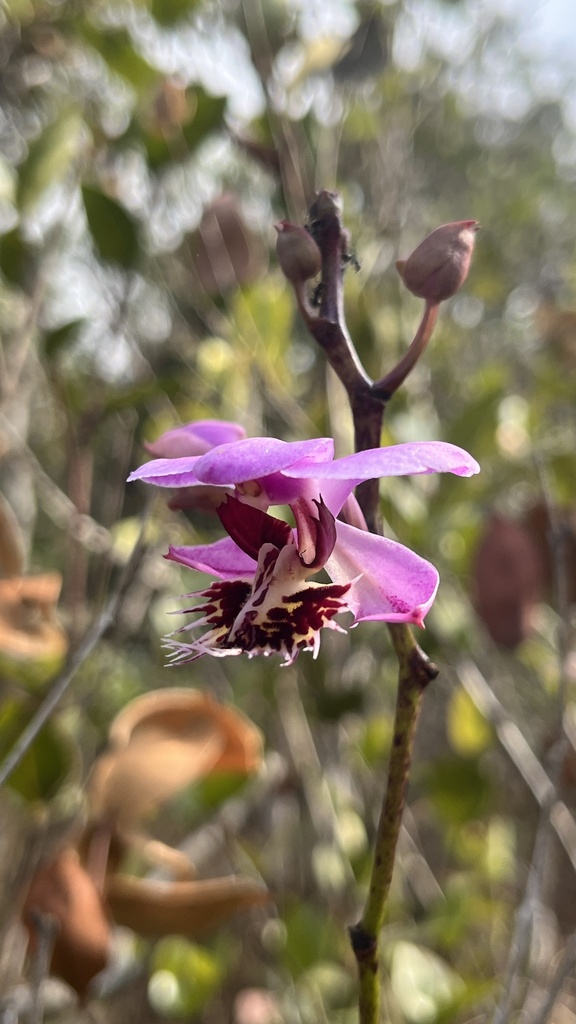 Papilionanthe pedunculata