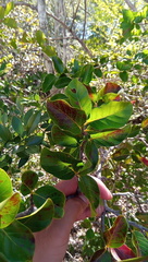 Mascarenhasia