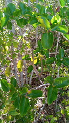 Mascarenhasia