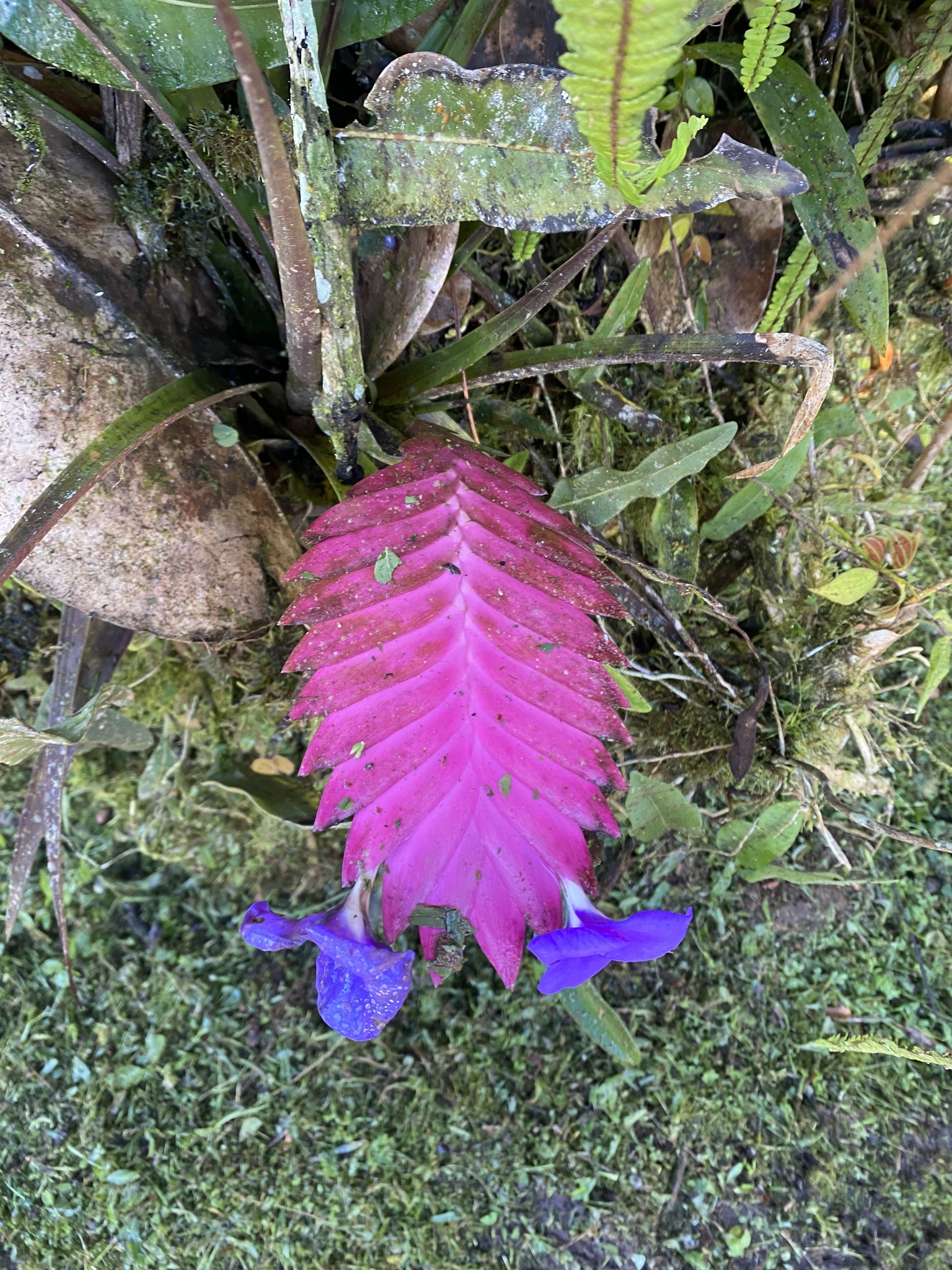 Imagem de Tillandsia azul