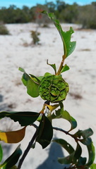 Pyrostria