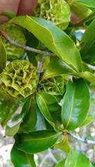 Pyrostria