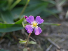 Malcolmia maritima