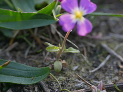 Malcolmia maritima