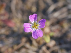 Malcolmia maritima